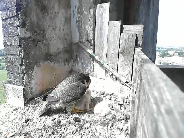 birdcam_30-4-2021-10-57 (9).jpg