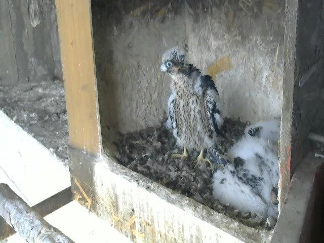 birdcam_30-4-2021-13-16.jpg