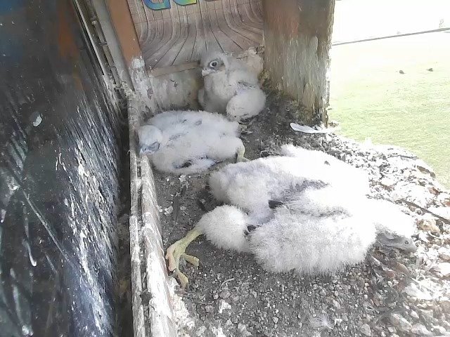 birdcam_30-4-2021-17-19.jpg