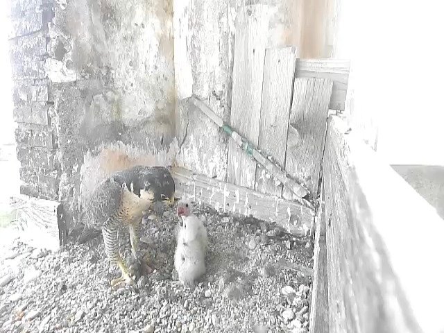 birdcam_30-4-2021-17-54.jpg