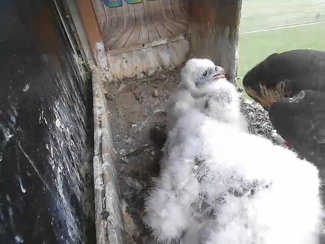 birdcam_1-5-2021-6-55.jpg