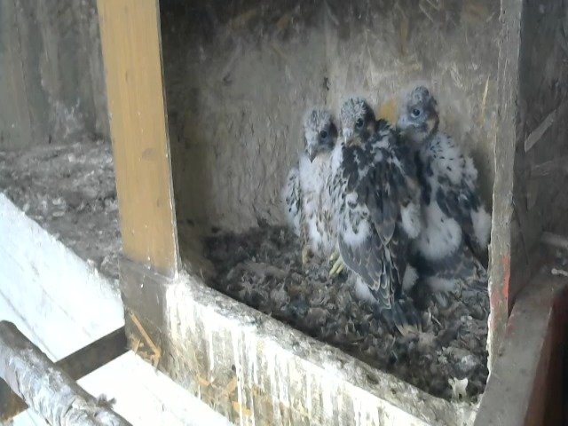 birdcam_1-5-2021-7-24.jpg