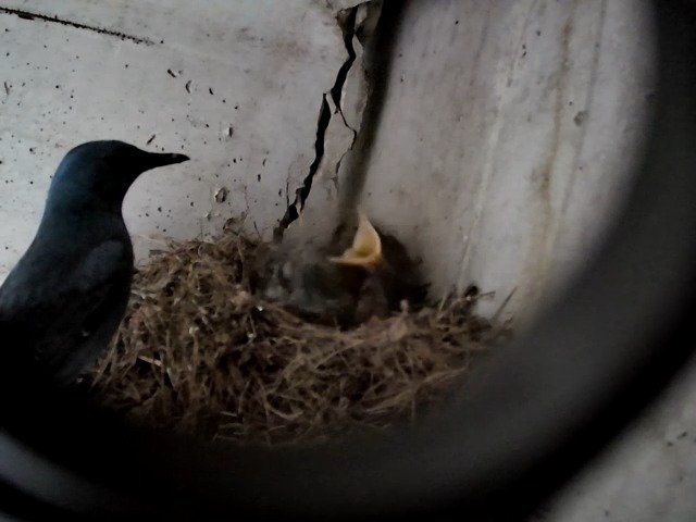 birdcam_1-5-2021-7-33.jpg