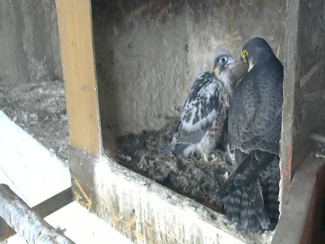 birdcam_1-5-2021-7-45.jpg