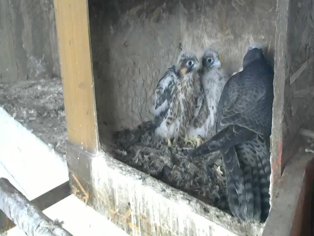 birdcam_1-5-2021-7-42.jpg