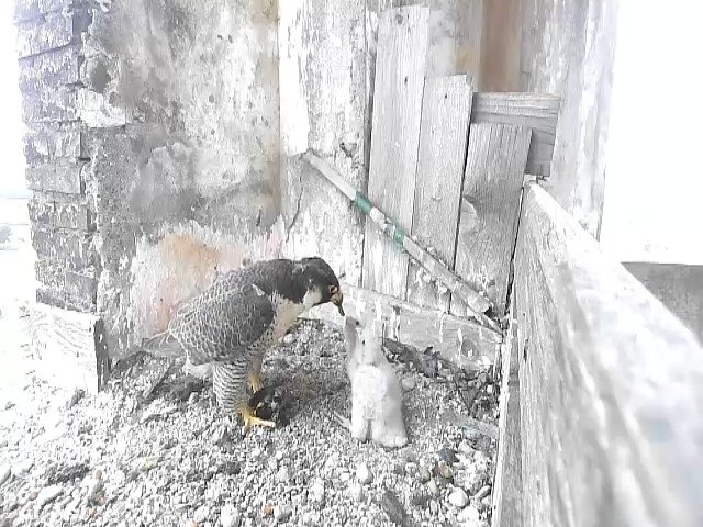 birdcam_1-5-2021-8-25 (1).jpg