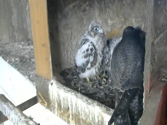 birdcam_1-5-2021-18-43.jpg