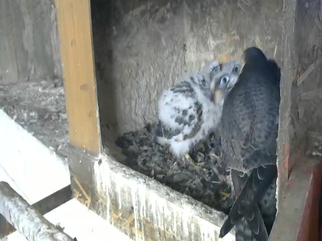 birdcam_1-5-2021-18-43 (2).jpg