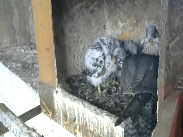 birdcam_1-5-2021-18-43 (1).jpg