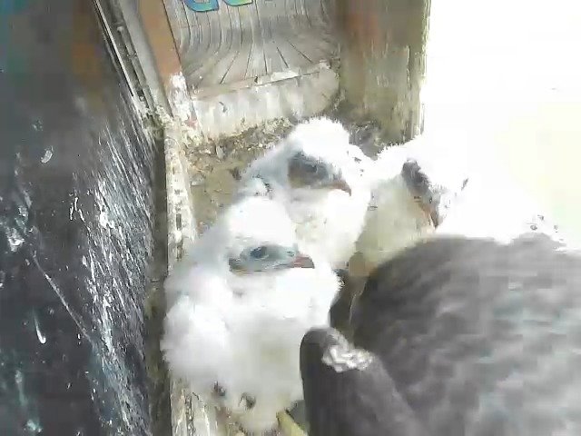 birdcam_2-5-2021-6-30.jpg