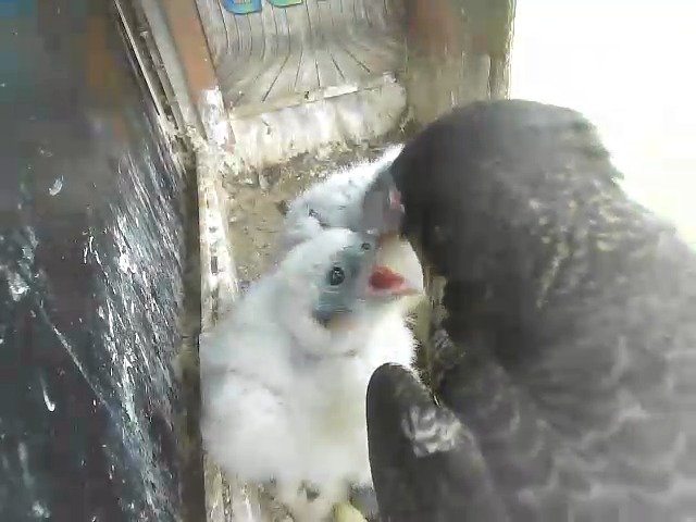 birdcam_2-5-2021-6-30 (1).jpg