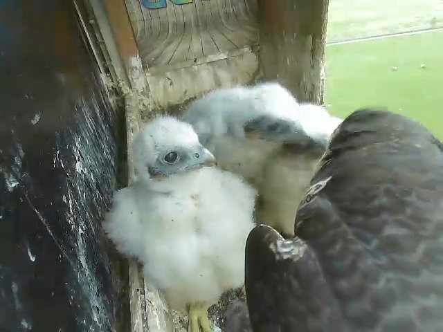 birdcam_2-5-2021-6-25.jpg