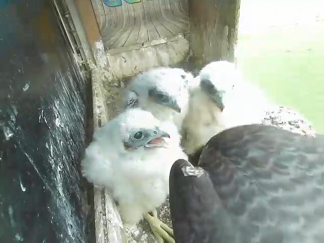 birdcam_2-5-2021-6-24 (1).jpg