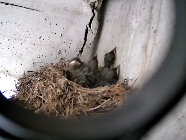 birdcam_2-5-2021-16-31.jpg