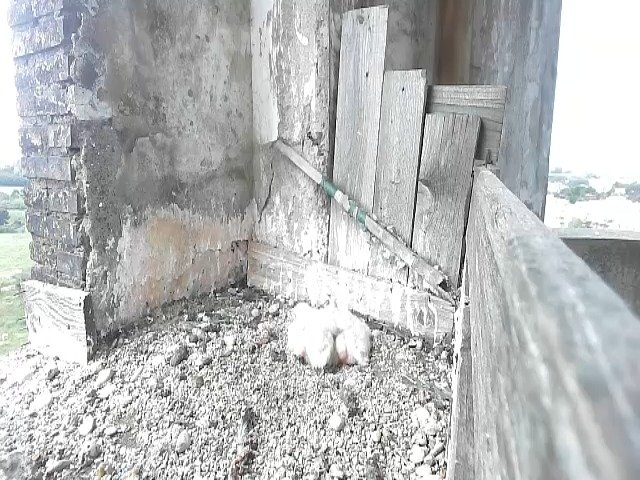 birdcam_3-5-2021-10-44.jpg