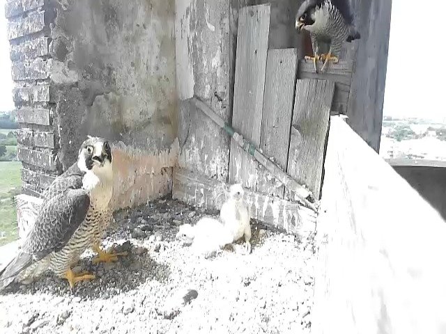 birdcam_3-5-2021-11-59.jpg