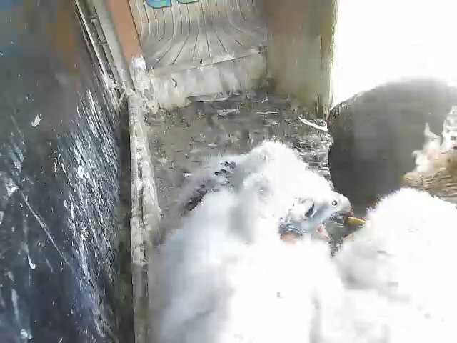 birdcam_3-5-2021-14-5.jpg