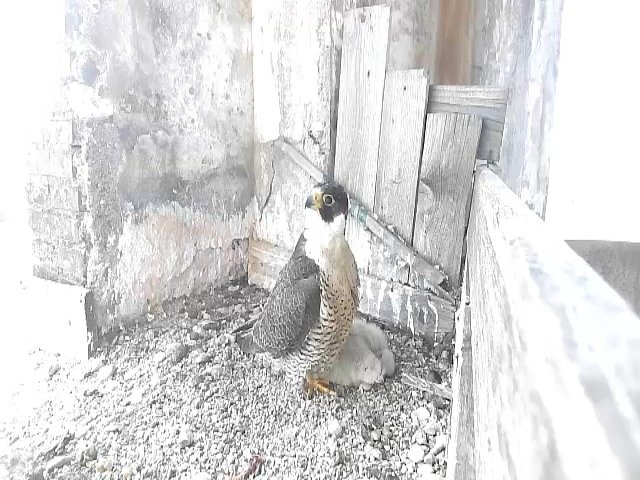 birdcam_3-5-2021-14-17.jpg