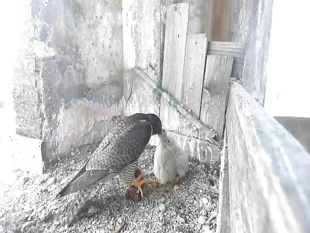 birdcam_3-5-2021-14-27.jpg