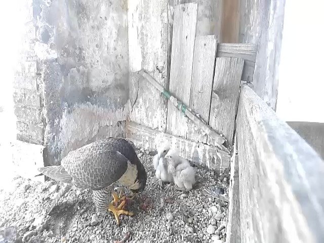 birdcam_3-5-2021-14-35.jpg