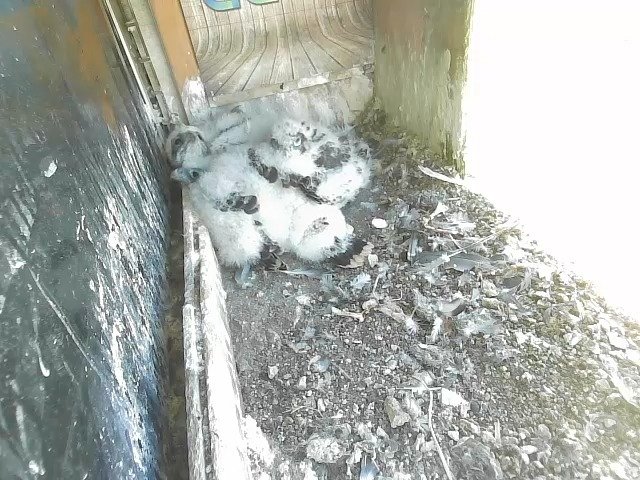 birdcam_3-5-2021-15-52.jpg