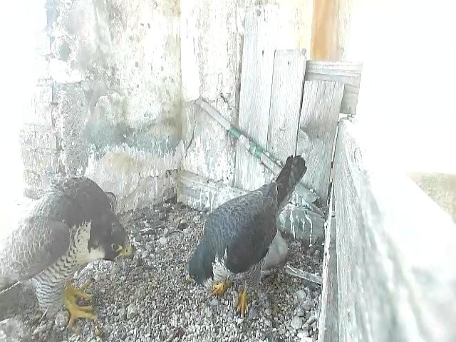 birdcam_3-5-2021-16-23.jpg