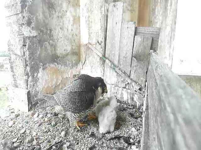 birdcam_4-5-2021-7-17.jpg