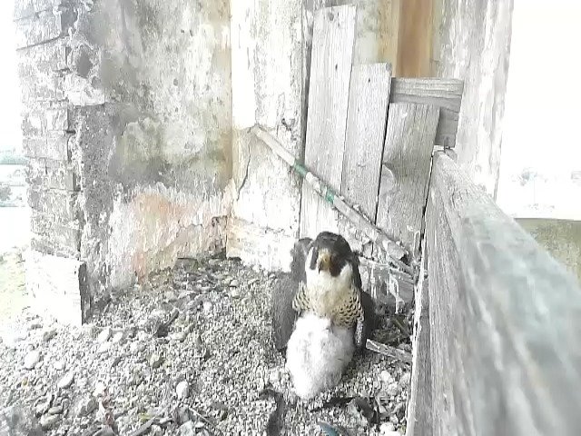 birdcam_4-5-2021-7-23.jpg