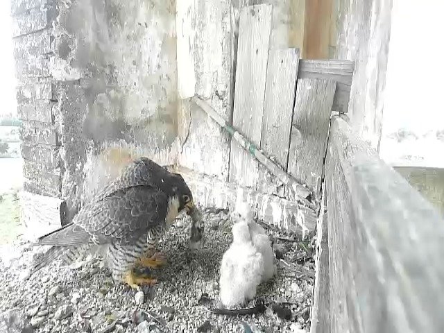 birdcam_4-5-2021-7-26.jpg