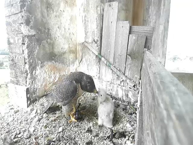 birdcam_4-5-2021-7-53.jpg