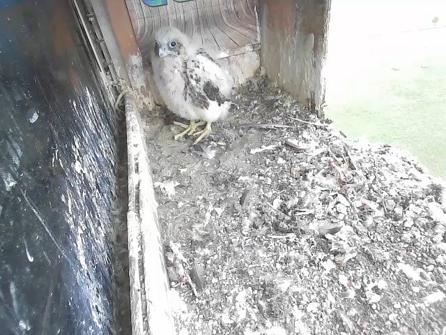 birdcam_4-5-2021-7-56.jpg