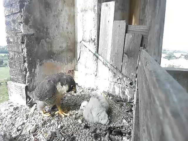 birdcam_4-5-2021-9-20.jpg