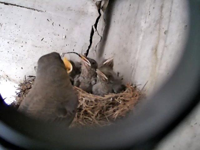 birdcam_4-5-2021-9-29 (3).jpg