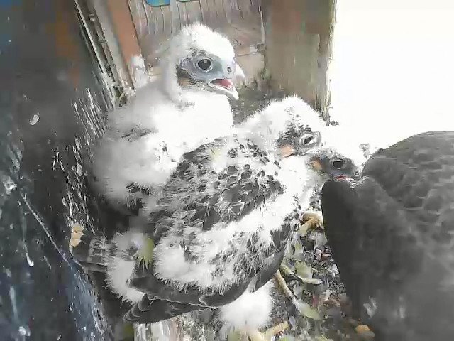 birdcam_4-5-2021-9-35.jpg