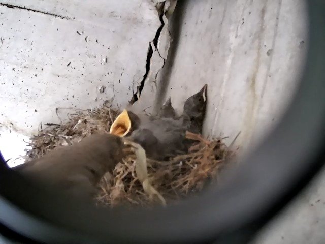 birdcam_4-5-2021-11-17 (1).jpg