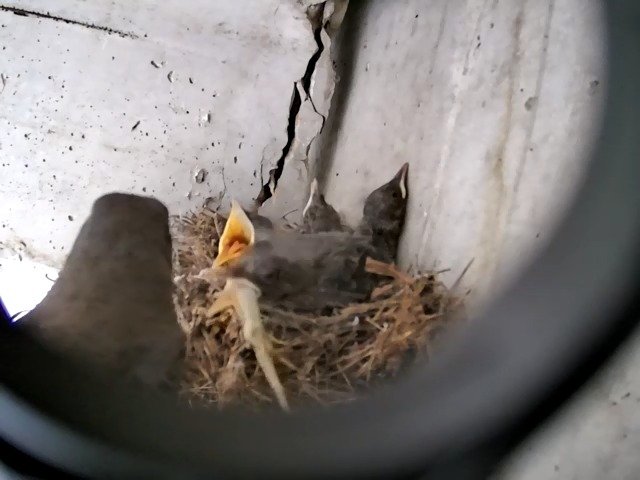 birdcam_4-5-2021-11-17 (3).jpg