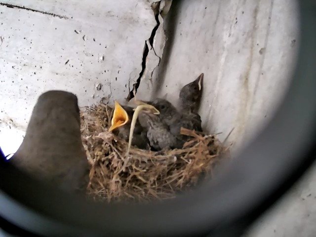 birdcam_4-5-2021-11-17 (4).jpg