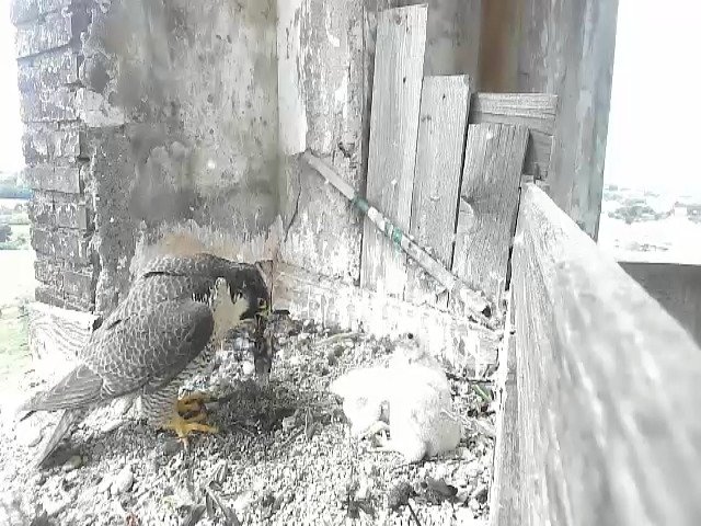 birdcam_4-5-2021-11-22 (2).jpg