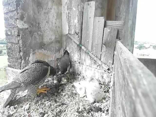 birdcam_4-5-2021-11-22.jpg