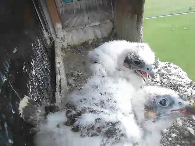 birdcam_4-5-2021-16-20.jpg