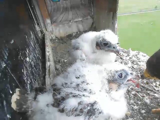 birdcam_4-5-2021-16-18.jpg