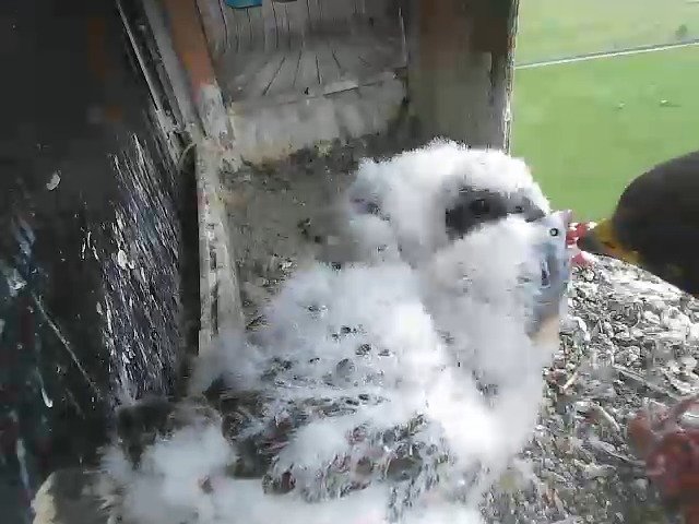 birdcam_4-5-2021-16-17.jpg