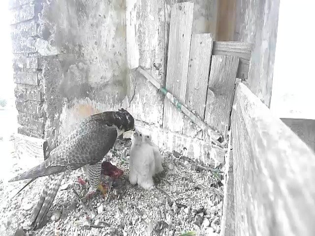 birdcam_4-5-2021-16-35.jpg