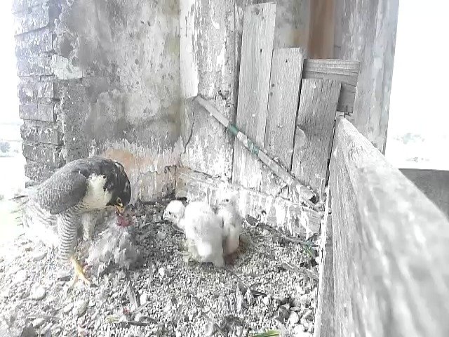 birdcam_4-5-2021-16-34 (1).jpg