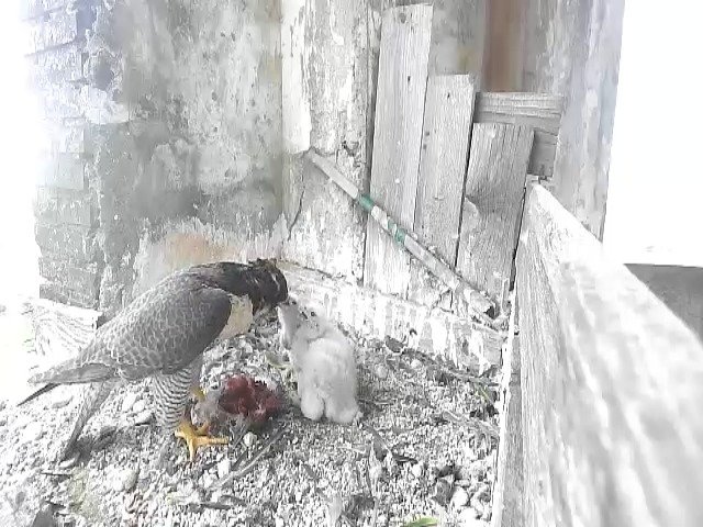 birdcam_4-5-2021-16-40 (1).jpg