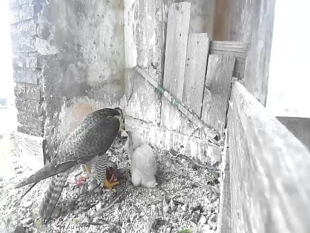 birdcam_4-5-2021-16-38 (1).jpg