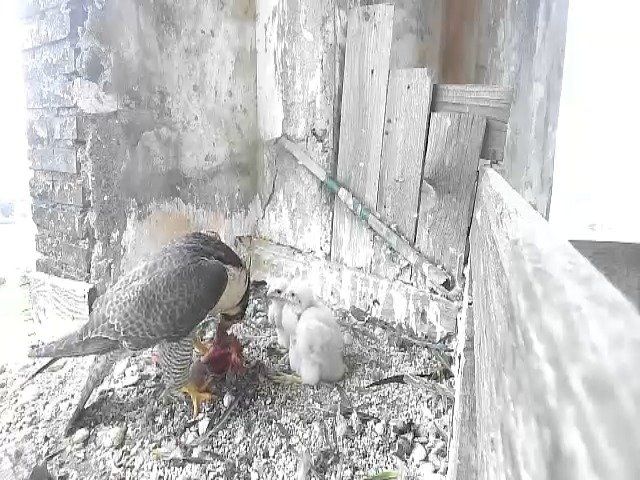 birdcam_4-5-2021-16-44.jpg