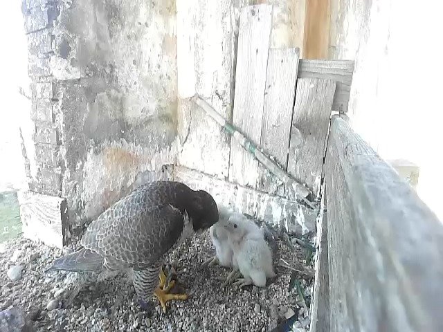 birdcam_5-5-2021-6-52.jpg