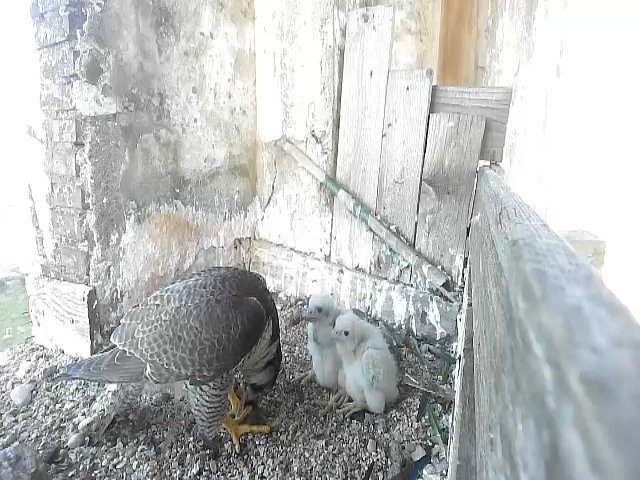 birdcam_5-5-2021-6-51.jpg