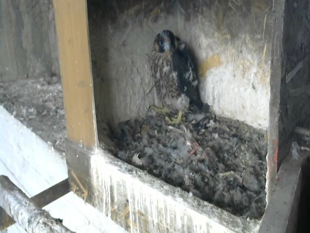 birdcam_5-5-2021-12-8.jpg